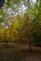 forest in autumn with leaf on the ground