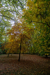 forest in autumn with leaf on the ground