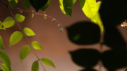 Close up beautiful view of nature green leaves on blurred greenery sky background with sunlight in public garden park. It is landscape ecology and copy space for wallpaper and backdrop