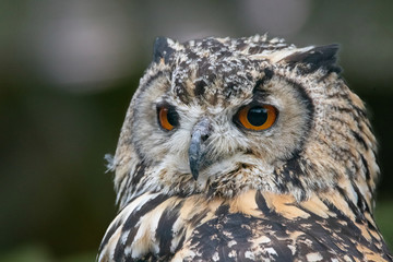 portrait of an eurasian eagle owl