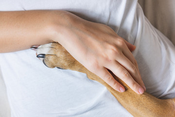 Human hand holds dog's paw. Concept of therapy dog, pets helping people with mental or physical...