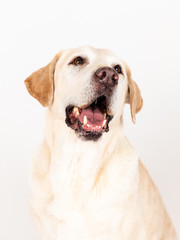 labrador dog in a studio with white background