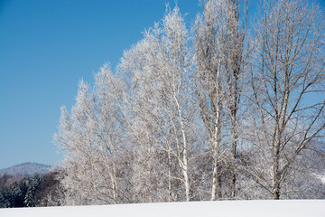 寒い朝の霧氷と青空