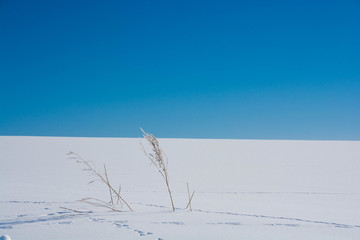 雪原と枯草と青空