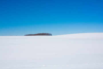 雪原とカラマツ林と青空