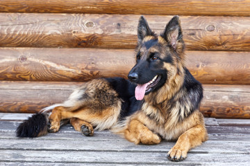 German Shepherd lying on the porch against the wall of the log house