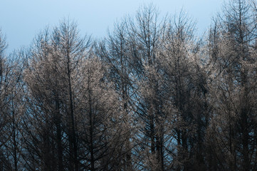 冬の寒い朝のカラマツ林