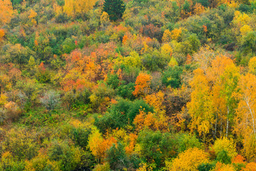 Obraz premium Young autumn forest with colorful leaves aerial view