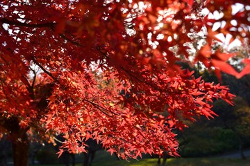 紅葉