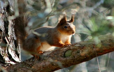 Naklejka na ściany i meble squirrel resting in a tree