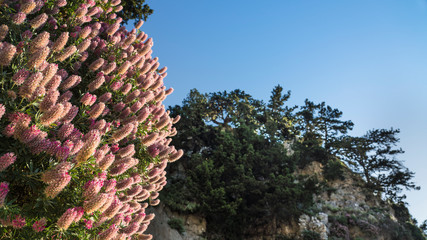Ebenus-Pflanze über der Imbros-Schlucht, Kreta