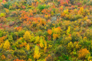 Fototapeta premium Young autumn forest with colorful leaves aerial view