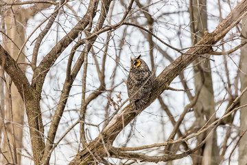 Long eared owl resting during midwinter.