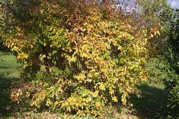 Fototapeta na wymiar Forsythia bush with yellow leaves in the garden on autumn season on a sunny day