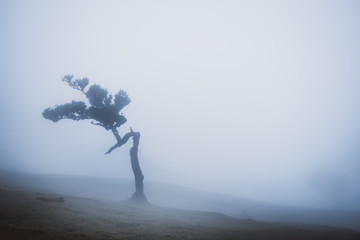 Madeira - Misty Fanal