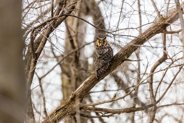 Long eared owl resting during midwinter.