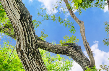Fototapeta premium Varanus salvator on tree