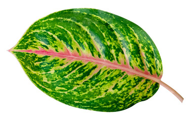 Green leaves pattern of tropical leaf Aglaonema (Chinese Evergreen)  isolated on white background,include clipping path