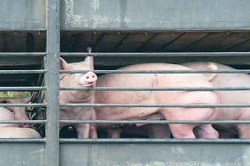 Truck transport pigs