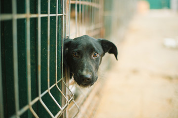 Asylum for dogs, homeless dogs in a cage in animal shelter. Abandoned animal in captivity