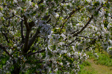 Fototapeta na wymiar Cherry blossom in the Jerte Valley, Cáceres, Spain. Closeup of the branch of a cherry tree.