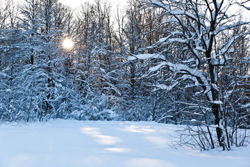 Frosted tree in frosty day against the sun