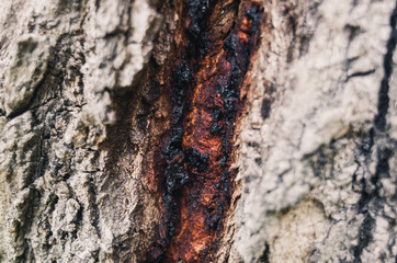 bark of a tree