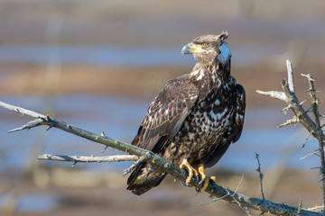 A beautiful, wild juvenile Bald Eagle (Haliaeetus leucocephalus) perched on a dead tree branch over...