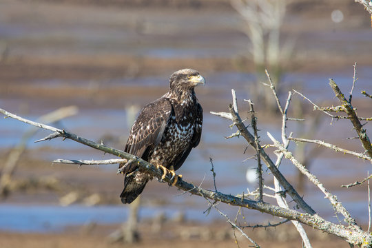 A beautiful, wild juvenile Bald Eagle (Haliaeetus leucocephalus) perched on a dead tree branch over mud flats at low tide.