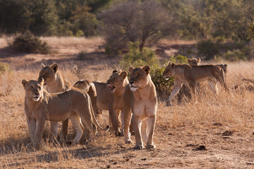 Pride of lions in golden light