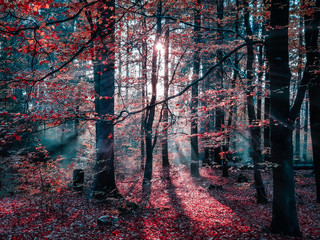magischer lichtdurchfluteter Herbstwald - roter Zauberwald mit leichtem Nebel © Himmelreich Photo