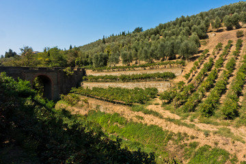 Hiking hills and backroads with vineyards and olive trees at autumn, near Vinci in Tuscany, Italy