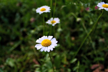 daisies in green grass