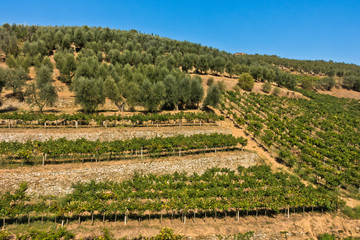 Hiking hills and backroads with vineyards and olive trees at autumn, near Vinci in Tuscany, Italy