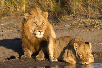 Mating couple of lions at water hole