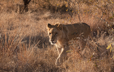 Lion walking through the long grass