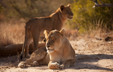 pair of lionesses in Timbavati, South Africa