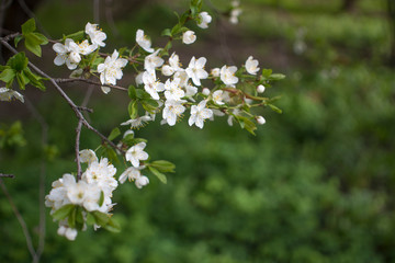 Flowers, cherry blossoms on the branches on a spring day. Beautiful spring background. Spring flowering in the garden wallpaper. Beautiful blossoming flowers of apple trees in the park.