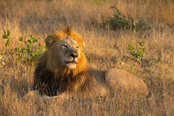 Beautiful male lion lying in golden light