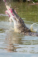 Nile crocodile in feeding frenzy