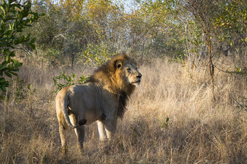 Large male lion in golden light
