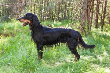Dog breed  Setter Gordonin standing on emerald green meadow in the forest