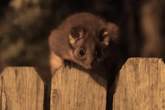 Baby Ringtail Possum