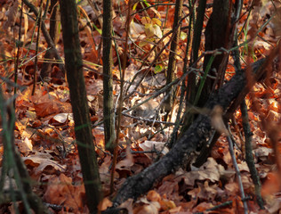 A small gray mouse is very hard to see in the fall fallen foliage in a city park. But probably.
