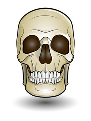 color illustration of a human skull