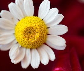 a daisy on the background of red roses