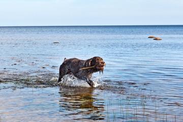 Fototapeta premium Dynamic portrait of a dog breed Drathaar German Wirehaired pointer running through the water in a spray of water in the sun