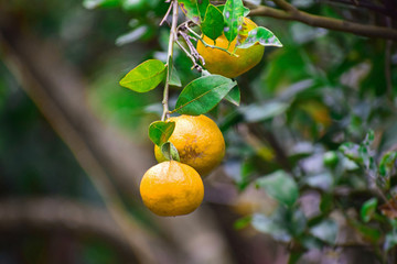 Ripe oranges on the tree in the plant 