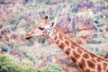 Obraz premium portrait of an adult giraffe very camouflaged with the environment