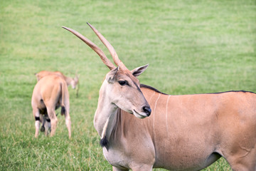 Naklejka na ściany i meble group of elands antelopes eating in a green prairie